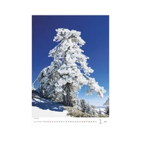 Kép 2/13 - Trees falinaptár - 2027