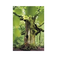 Kép 7/13 - Trees falinaptár - 2027