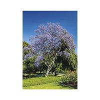 Kép 9/13 - Trees falinaptár - 2027