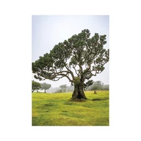 Kép 10/13 - Trees falinaptár - 2027