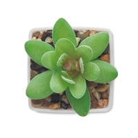 Kép 3/5 - ARTIGRAP Mini műnövény, graptopetalum, fehér