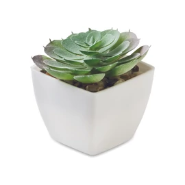 ARTIECHE Mini műnövény, echeveria, fehér